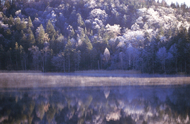 鬱蒼と茂った原始林が水面に鏡のように写っているチミケップ湖の写真