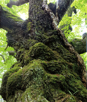 太くどっしりとした幹で、コブの様にゴツゴツとした樹皮には苔がはえており、上を見上げると緑の葉が生い茂っている最上のミズナラの巨木の写真