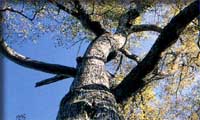 太く真っすぐ伸びている幹が青い空に向かって伸びており、太い枝と枝から黄色に色づいた葉っぱが茂っている樹木を下から見上げて写した写真
