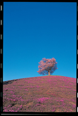 丘の頂上に立つ双子のエゾヤマザクラの桜に地面に咲いているピンク色の芝桜と青空のコントラストが綺麗な写真