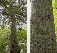 左：太い枝が真っすぐに伸び上部で四方八方に枝が真っすぐに伸び緑の葉がついている「エゾマツ」全体を下から写した写真、右：エゾマツの太い幹を拡大して映した写真