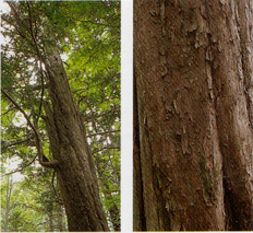 右：凹凸のある幹で幹の途中から枝か伸びている「イチイ」を写した写真、右：表面に凹凸があり茶色い木の幹を拡大した写真
