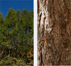 左：真っすぐに高く伸び、緑の葉が茂ったたカラマツの木が並んでいる写真 右：太く茶色いカラマツの幹を写した写真