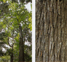 左：真っすぐに高く伸びた幹の上に枝が広がり緑の葉が茂っている「セン」の木を下から見上げて写した写真 右：ごつごつとした樹皮の幹の表面を写した写真