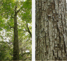 左：真っすぐに高く伸びた幹の途中から枝が伸び緑の葉が茂っている「シナノキ」の木を下から見上げて写した写真 右：樹皮の一部がはがれそうになんっている幹の表面を写した写真
