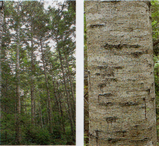 左：背が高く細い幹のトドマツの木が何本も並んでいる写真 右：灰白色で滑らかな樹皮のトドマツの幹を写した写真
