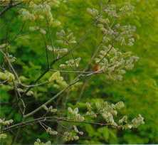 細く枝分かれした枝先に羽状の緑色の葉を付けたエンジユの写真