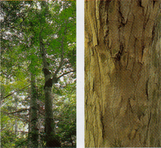 左：2本の同じぐらいの大きさの楓の木が並んでおり、高く伸びた幹の上部が枝分かれし緑の葉が茂っているカエデの木を写した写真 右 ：樹皮がひび割れて一部剥げているカエデの幹を写した写真