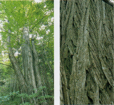 左：幹の根本から何本も太い枝に別れ、真っすぐに高く伸びた枝先に緑色の葉が生い茂っている「カツラ」を下から見上げて写した写真 右：灰褐色でねじれるように深く縦裂している樹皮を写した写真