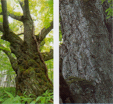 左：太くどっしりと幹で、太い幹が枝分かれして四方上に伸びている「ナラ」の木を写した写真 左：幹の一部に苔が生え太くどっしりとした幹を写した写真