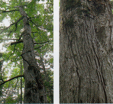 左：幹が上に真っすぐに伸び、幹のあちこちから枝が伸びており、木の上部に緑の葉が茂っている「ニレ」を下から見上げて写した写真 右：縦に不規則な裂け目ができる樹皮の幹を写した写真