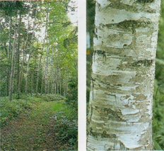 山中の小道の両側に生えている「シラカバ」の並木道を写した写真  白い幹肌の幹を写した写真