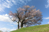 青空を背景に大きな木の風景写真