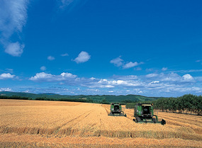 2台の大型コンバインが麦を収穫している写真