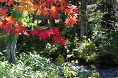 森の中で緑の木々の中に赤く紅葉した木の葉の写真