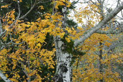黄色く紅葉した木の写真