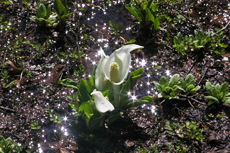 土に芽吹いた白いミズバショウの写真